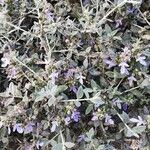 Teucrium fruticansKwiat