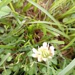 Trifolium repens Kwiat