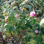 Rosa × odorata عادت داشتن