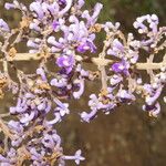 Cornutia pyramidata Flower