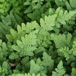 Woodsia obtusa Leaf
