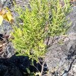 Erica comorensis Otro