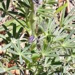 Lupinus angustifolius Blad