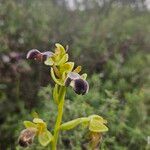 Ophrys omegaifera Flower