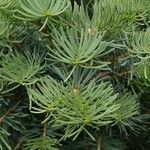 Abies concolor برگ