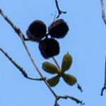 Sterculia foetida Fruto