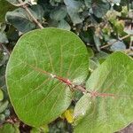 Coccoloba uvifera Blatt