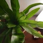 Asplenium antiquum Leaf
