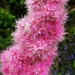 Spiraea salicifolia Blomma