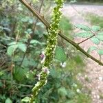 Verbascum chaixii Blodyn