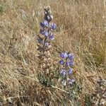 Lupinus formosus Hábito