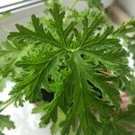 Pelargonium citronellum Blad