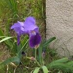 Iris pallida Õis