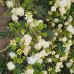 Vachellia drepanolobium Flower