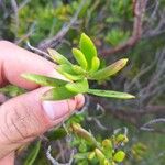 Pemphis acidula Blatt