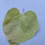 Cercis canadensis Leaf