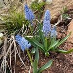 Scilla litardierei Blüte