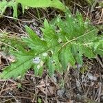 Cirsium tuberosum Foglia