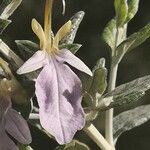 Teucrium fruticansFleur