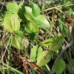 Lathyrus venetus Blad