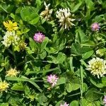 Trifolium resupinatumBlomma