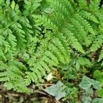 Polystichum braunii Φύλλο