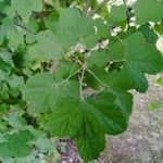 Ribes sanguineumFoglia