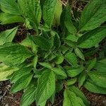 Phacelia heterophylla Leaf