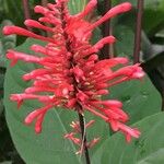 Odontonema cuspidatum Flower