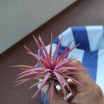 Tillandsia ionantha葉