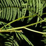 Senegalia paniculata Feuille