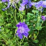 Scabiosa caucasicaFlower