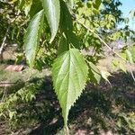 Celtis australisBlad