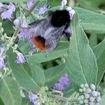 Caryopteris × clandonensis Çiçek