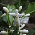 Psychotria brachylaena Fleur