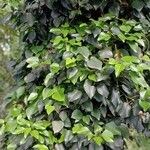 Hedera colchicaLeaf