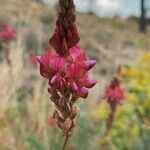 Onobrychis argenteaFlower