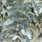 Acacia baileyana Hostoa