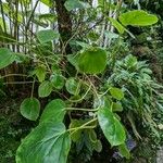 Begonia ampla Habitat