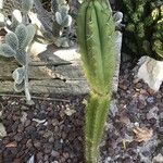 Trichocereus macrogonus Leaf