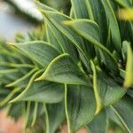 Araucaria araucana Blad