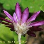 Xeranthemum annuum Flors