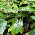 Piper sarmentosum 葉