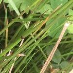 Agrostis capillaris പുറംതൊലി