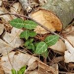 Chimaphila maculata Hoja
