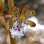 Corallorhiza maculata Flower