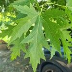 Acer saccharinum Blad