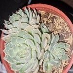 Echeveria colorata Deilen