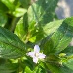 Epilobium roseum Kukka