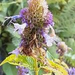 Agastache foeniculum Flower